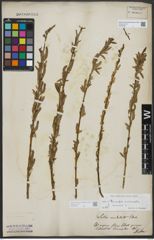 Foto von Salix triandra L.